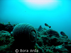 Is this rule of thirds?:) Canon A95 Saros Turkey by Bora Arda 